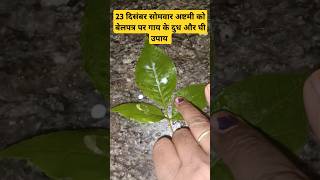 23 दिसंबर सोमवार की अष्टमी को बेलपत्र पर दुध और घी का उपाय #pradeepmishra #dudh #ghee #belpatra #yt