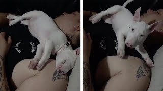 Puppy Gets Woken Up From Nap Suddenly