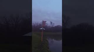 Hen wood duck entering nest box!