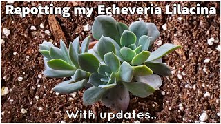 Repotting My Echeveria \u0026 Care After Repotting🌱 Potting Mix I Like To Use For My Succulents