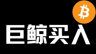 【比特币行情分析】2025.2.26 巨鲸买入，谁在卖出？