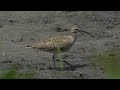 チュウシャクシギ＠葛西臨海公園　１４０５０８