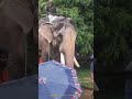 kuttankulangara arjunan elephant aanapremi vadakkumnadhan oottu