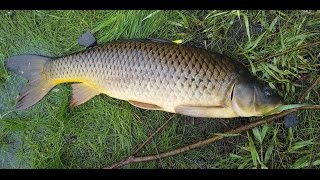 Caught my first carp this season near Lake Susan in Chanhassen Minnesota 5.21.17