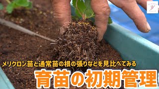 「いちご栽培 いちご農家」育苗の初期管理ご紹介※メリクロン苗を見る！