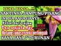 LUAR BIASA‼️HANYA DGN JANTUNG PUSANG-BISA KEBAL DARI SERANGAN SENJATA APAPUN & KAYA RAYA 7 TURUNAN