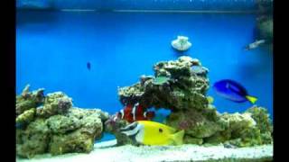 Saltwater Aquarium 7