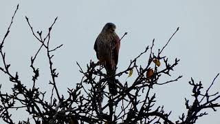 Poštolka obecná (Falco tinnunculus) sokol myšiar/common kestrel/Turmfalke/Pustułka zwyczajna