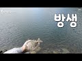 남해 물건방파제 시즌 시작 감성돔이 지천으로 널렸어요. black porgy fishing black sea bream 黑棘鲷 クロダイ 감성돔낚시 방파제낚시 4k