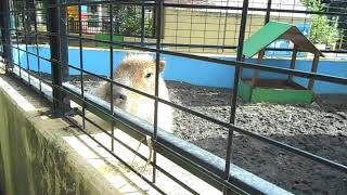 20211014 羽村市動物公園のカピバラ・よる①