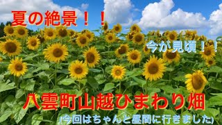 【絶景】今が見頃！八雲町山越ひまわり畑【北海道の夏】