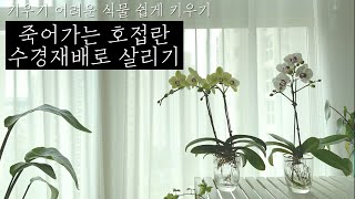 [키우기 쉬운 식물] 수경재배로 쉽게! 죽어가는 호접란 수경재배로 살리기. orchid hydroponics 서양란 키우기