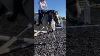 Jumping my horse champ #horse #horses #equestrian #horselover #showjumping #horseshorts #jumping