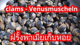 ฝรั่งพาเมียเก็บหอย เทคนิคเก็บหอยแครง  เทคนิคล้างหอยให้ทรายออกหมด Venusmuscheln sammeln