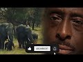 Mann rettet ertrinkendes Elefantenbaby, dann tut die Herde etwas Unerwartetes