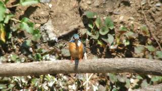 [4K] 野鳥：カワセミ 雄－魚を咥えて／Ｋ川