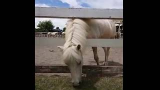 ポニー食事中パート3【埼玉県こども動物自然公園】