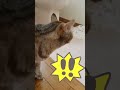 おでこにトイレットペーパーをつけた猫