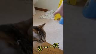 おでこにトイレットペーパーをつけた猫