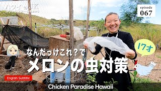 What's this? Melon Insect Control EP067 ChickenParadiseHawaii