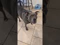 zeusy the talking pitty is live