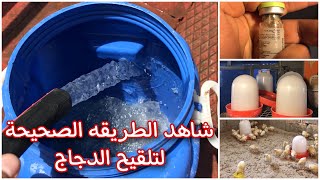 تلقيح الدجاج ضد الامراض تلقيح عن طريق الشرب لقاح النيوكاسل 🦠