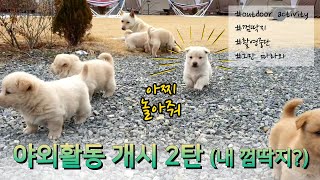 멍멍이 가족 나들이 2탄_내 껌딱지? (Country Dog family outing - Eng Sub) | 진돗개와 시고르자브종 사이