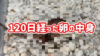 【クレステッドゲッコー】4ヶ月間も卵を維持させた結果…