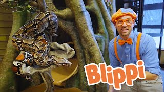 Playing at the Zoo with Blippi! - Blippi Feeds Animals | Animal Videos for Kids | Blippi Toys