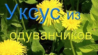 Уксус из одуванчиков