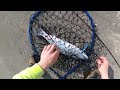 insane coho fishing from shore