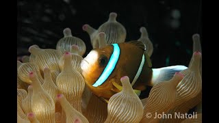 Barrier Reef Anemonefish - Amphiprion akindynos