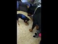 miniature pinscher vs doberman pinscher