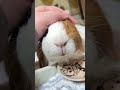 もっと撫でて😊 please pat my head guineapig モルモット cuteanimals