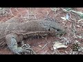 jungle zest indian monitor lizard உடும்பு