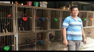 Membuat Kandang Ayam Kayu 6 Pintu Tingkat Berkualitas