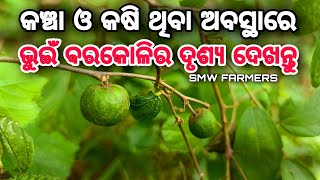 କଞ୍ଚା ଓ କଷି ଥିବା ଅବସ୍ଥାରେ ଭୁଇଁ ବରକୋଳିର ଦୃଶ୍ୟ ଦେଖନ୍ତୁ / SMW FARMERS