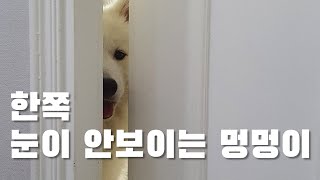 한쪽 눈이 안보이는 강아지(소안구증,포도막염)