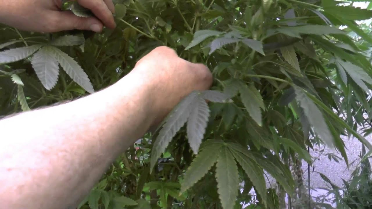 Pruning Cannabis Plants - YouTube