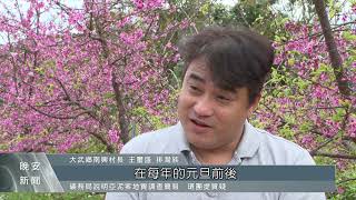 台東太麻里滿山櫻花！  一年四季皆有不同的美｜每日熱點新聞｜原住民族電視台