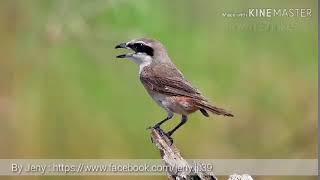 นกอีเสือสีน้ำตาล (BROWN SHRIKE)