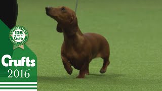 Junior Warrant Competition Final | Crufts 2016
