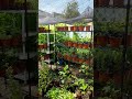 The honest truth about my native plant nursery business