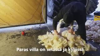 Lampaan kerintää Syrjälän tilalla