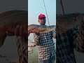 A.Monster Size giant Snakehead Fish catch Fisherman#trending#shorts