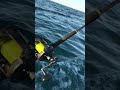 afternoon trolling odyssey sea fishing uk.