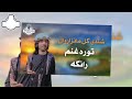 tora ghanam ranga shandi gul new songs 2023 pashto new songs 2023