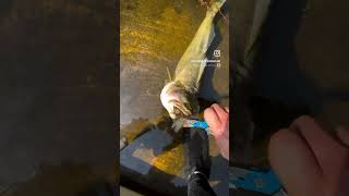 Shocking: Huge Walleye Chokes on Lake Nipissing