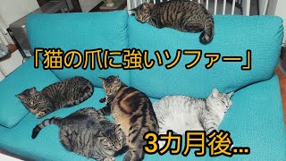 「猫の爪に強いソファー」３か月使用した感想、　#希望のおうち