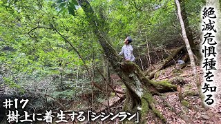 【絶滅危惧種】第17回 生態系の変化で絶滅が危惧されるイワタバコ科の『シシンラン』【本田高史／ショクナナ植物研究所】